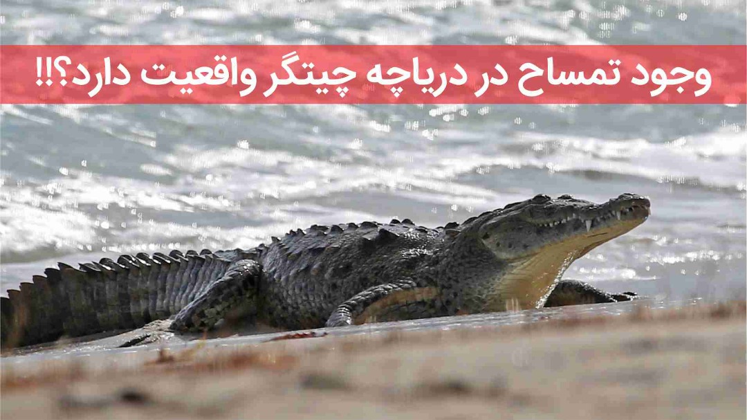 تمساح در دریاچه چیتگر
