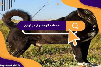 سگ سرابی سیاه جنگی ایرانی